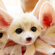 Illustration for article titled A message from team fennec fox.